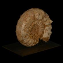 Fossile ammonite Perisphinctes